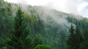 Fog-Over-a-Pine-Forest