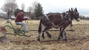mule plow