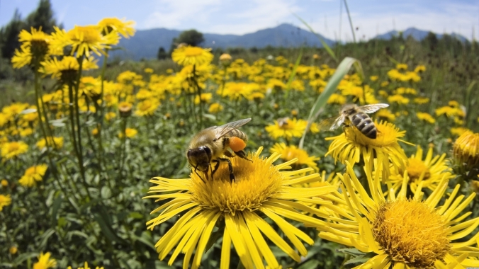 Honey-Bee-And-SunFlowers